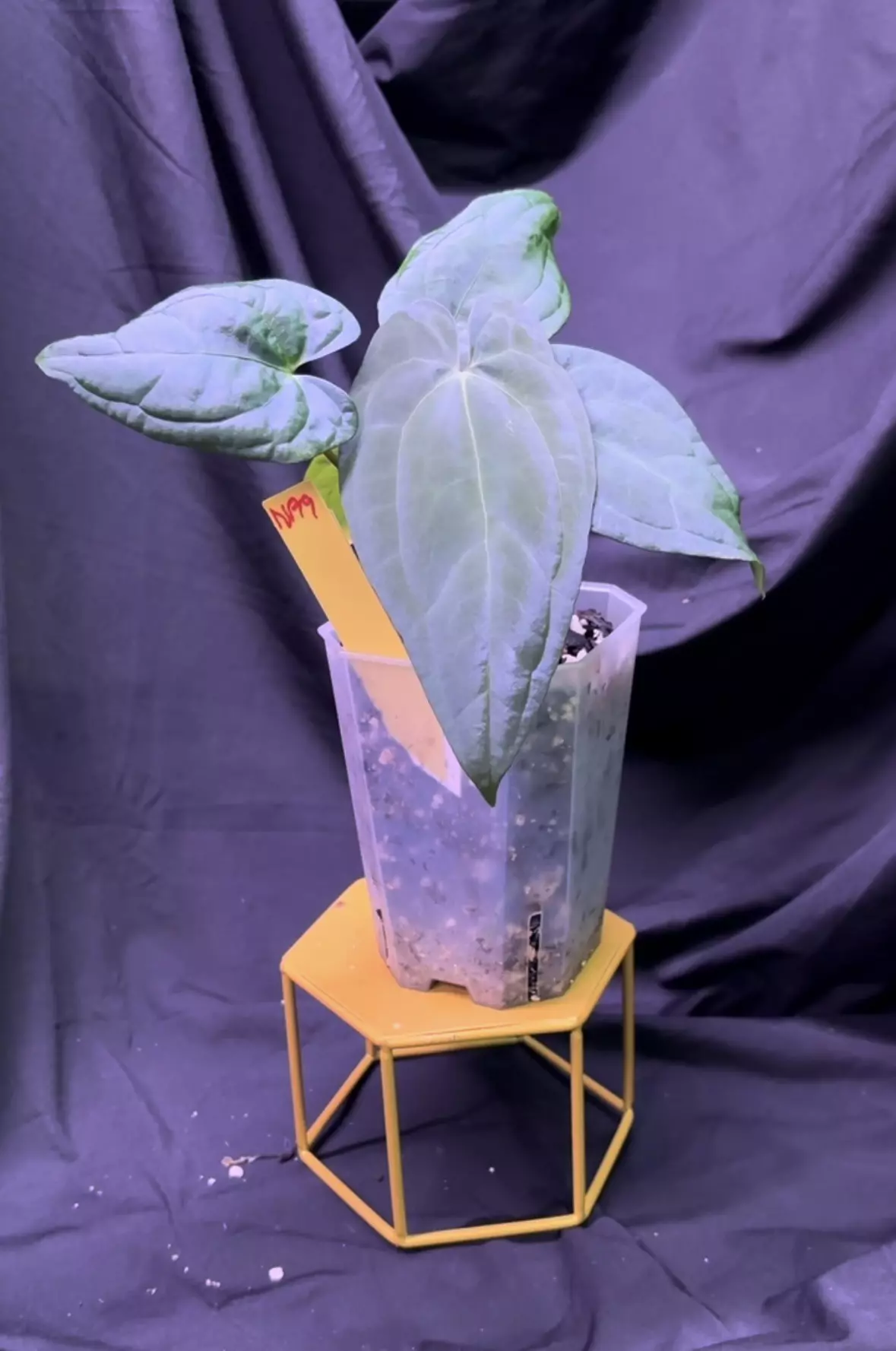 plant/NP19 AUS Dark Phoenix X RVDP-1