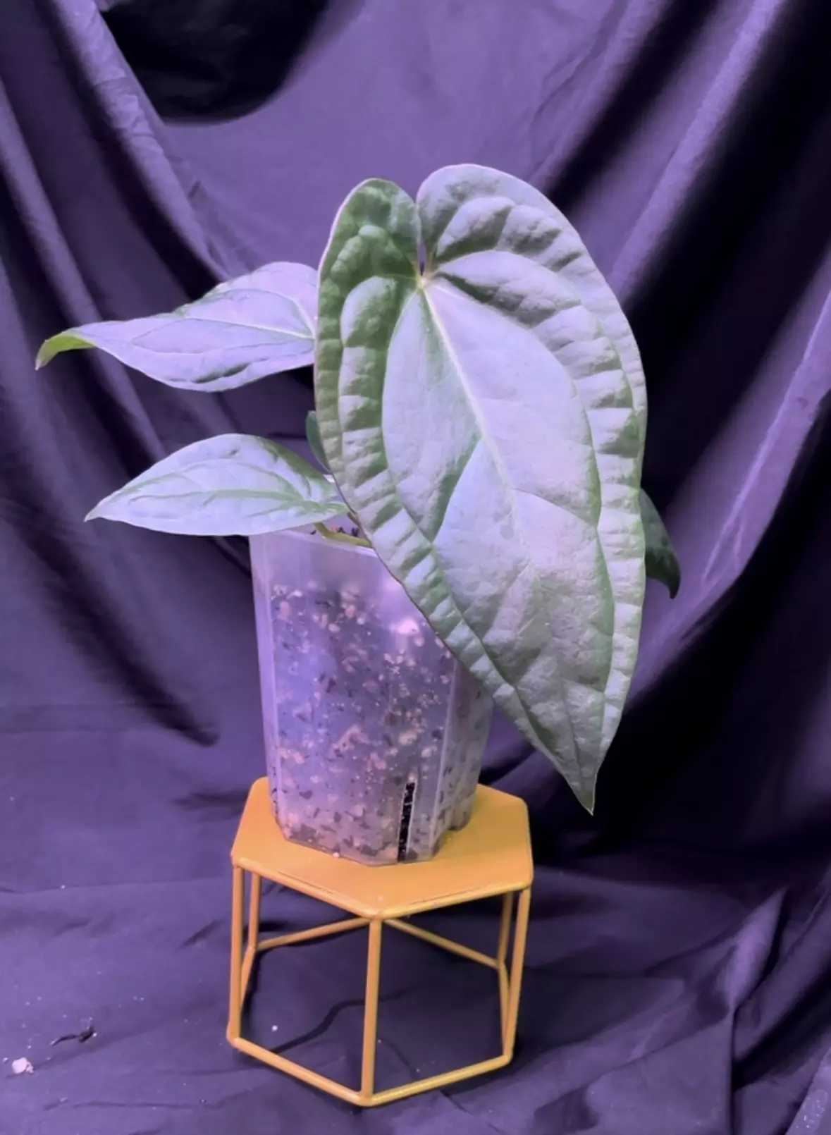 plant/NP14 Midnight Stranger X Lux Wide Sinus-1