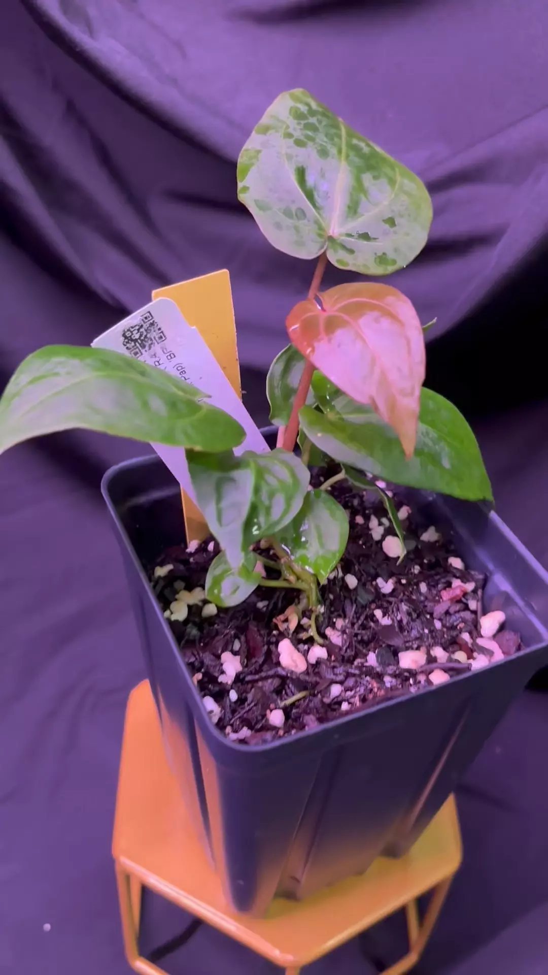 plant/NP7 Swampmanii X ‘BP’ select-3