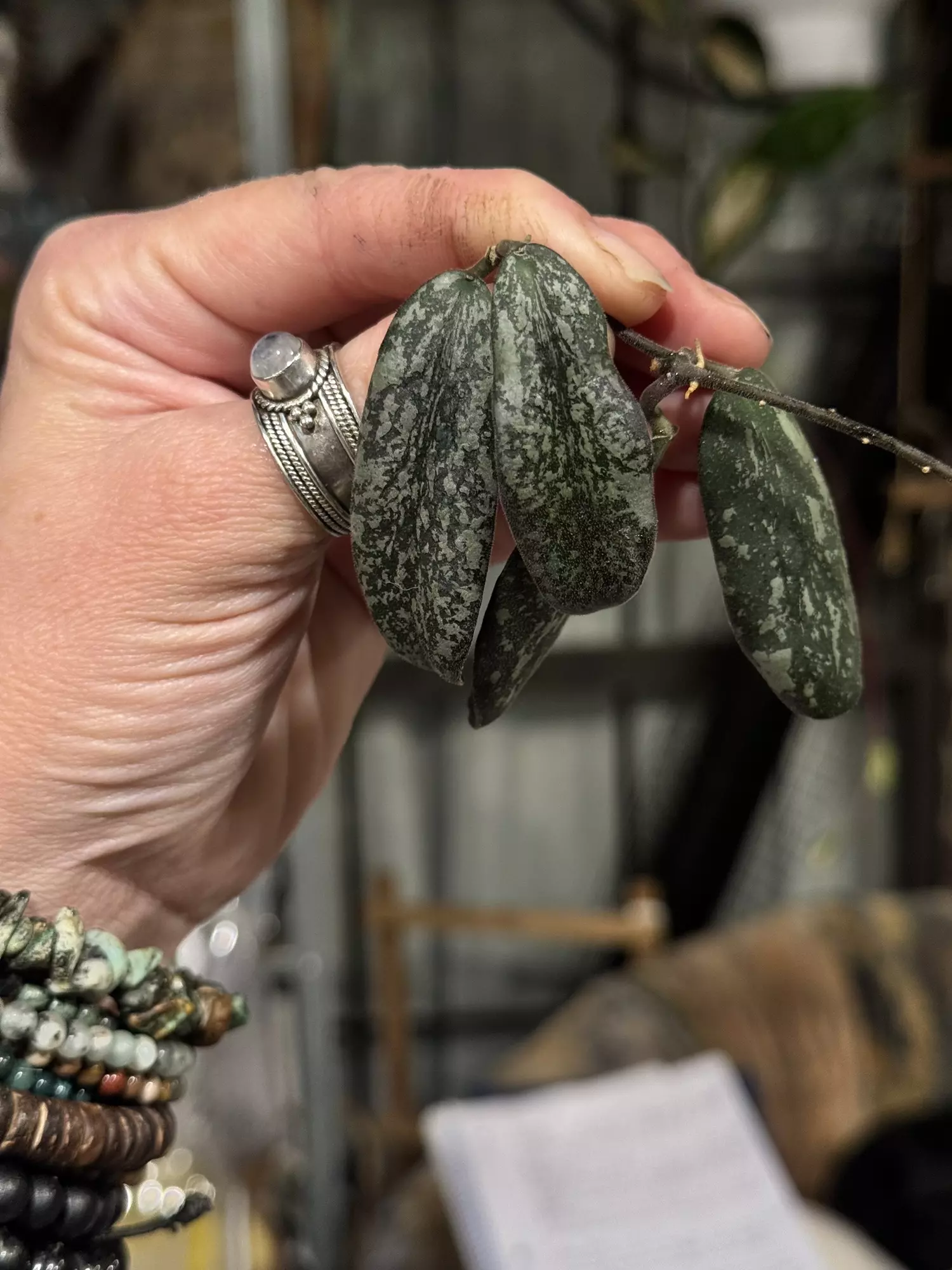 plant/446-Hoya Sigillatis Borneo Silver unrooted cutting in Fluval mix-gorgeous color-1