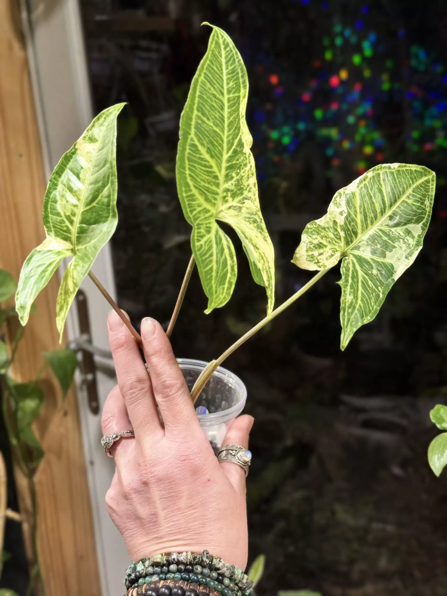 plant/451-Variegated Syngonium Batik unrooted cutting gorgeous color😍-4