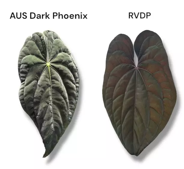 plant/NP19 AUS Dark Phoenix X RVDP-4