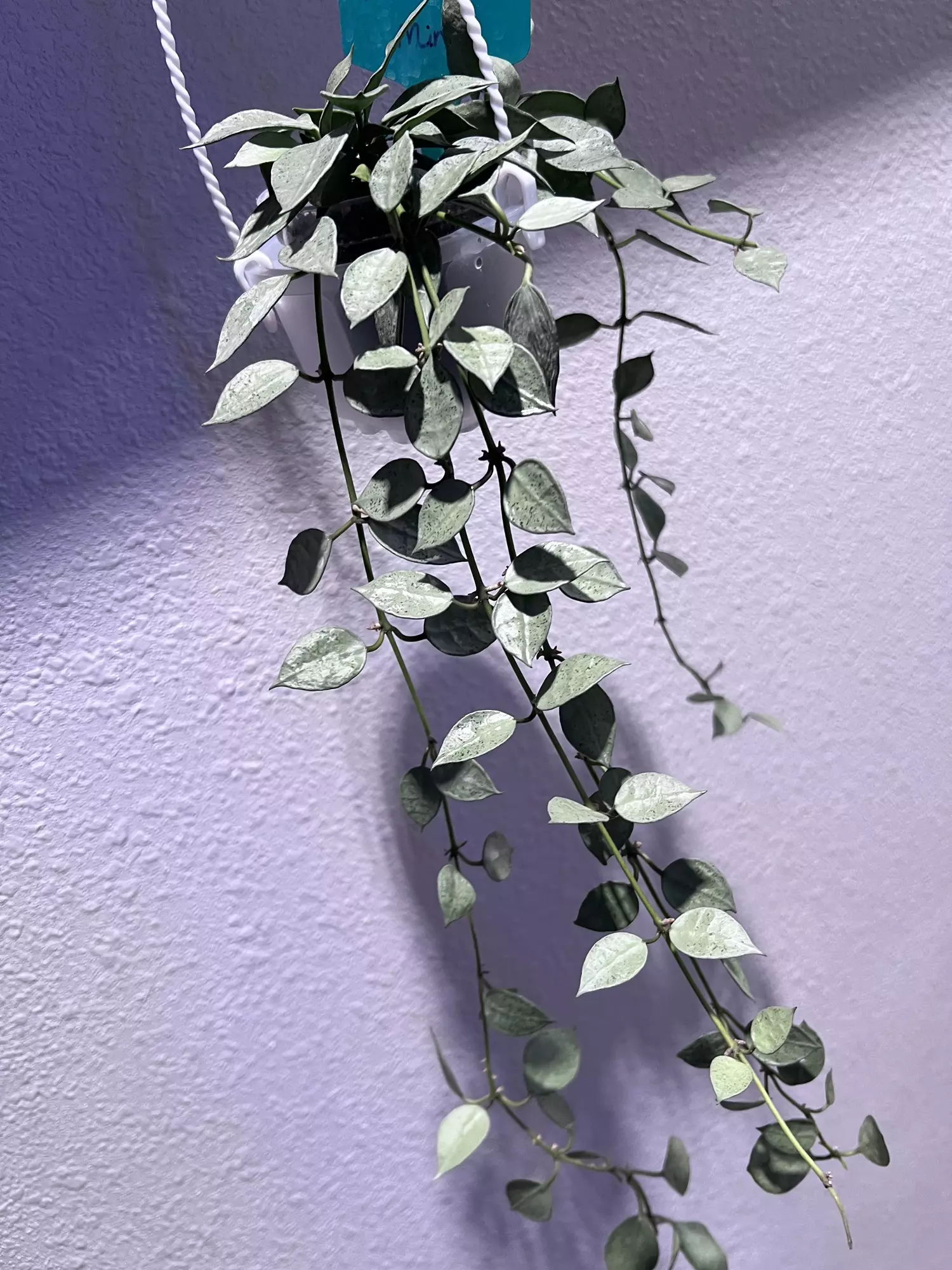 plant/Hoya Lacunosa Mint-0