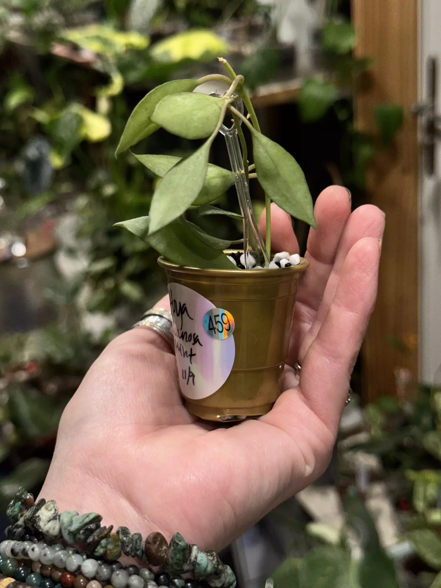 plant/459-Hoya Lacunosa Mint x2 unrooted cuttings in Fluval mix-1