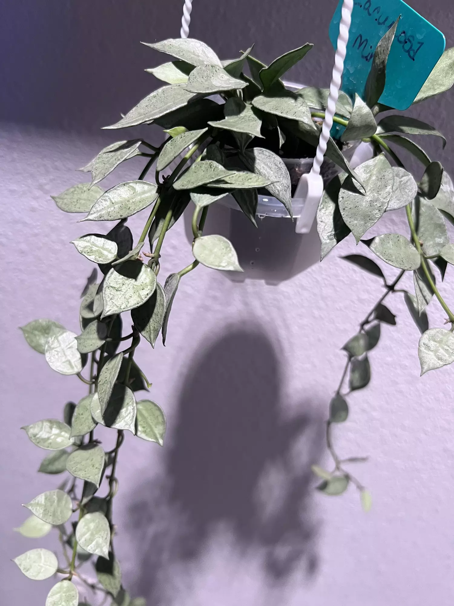 plant/Hoya Lacunosa Mint-1