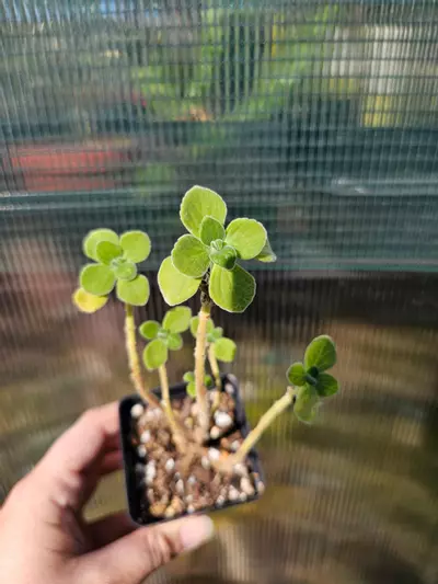 plant/Plectranthus 'Cerveza'n Lime' - Smells Amazing-0-thumbnail