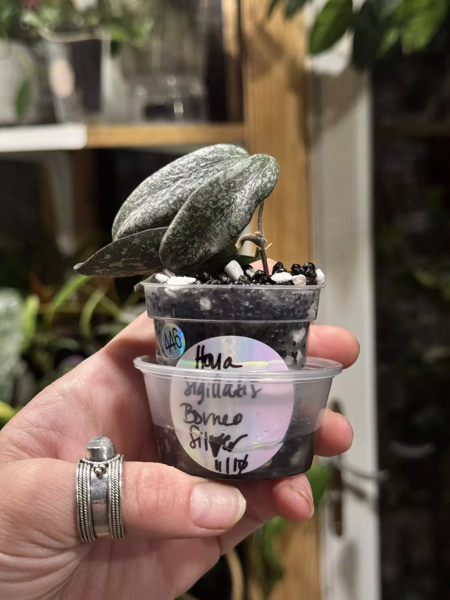 plant/446-Hoya Sigillatis Borneo Silver unrooted cutting in Fluval mix-gorgeous color-0