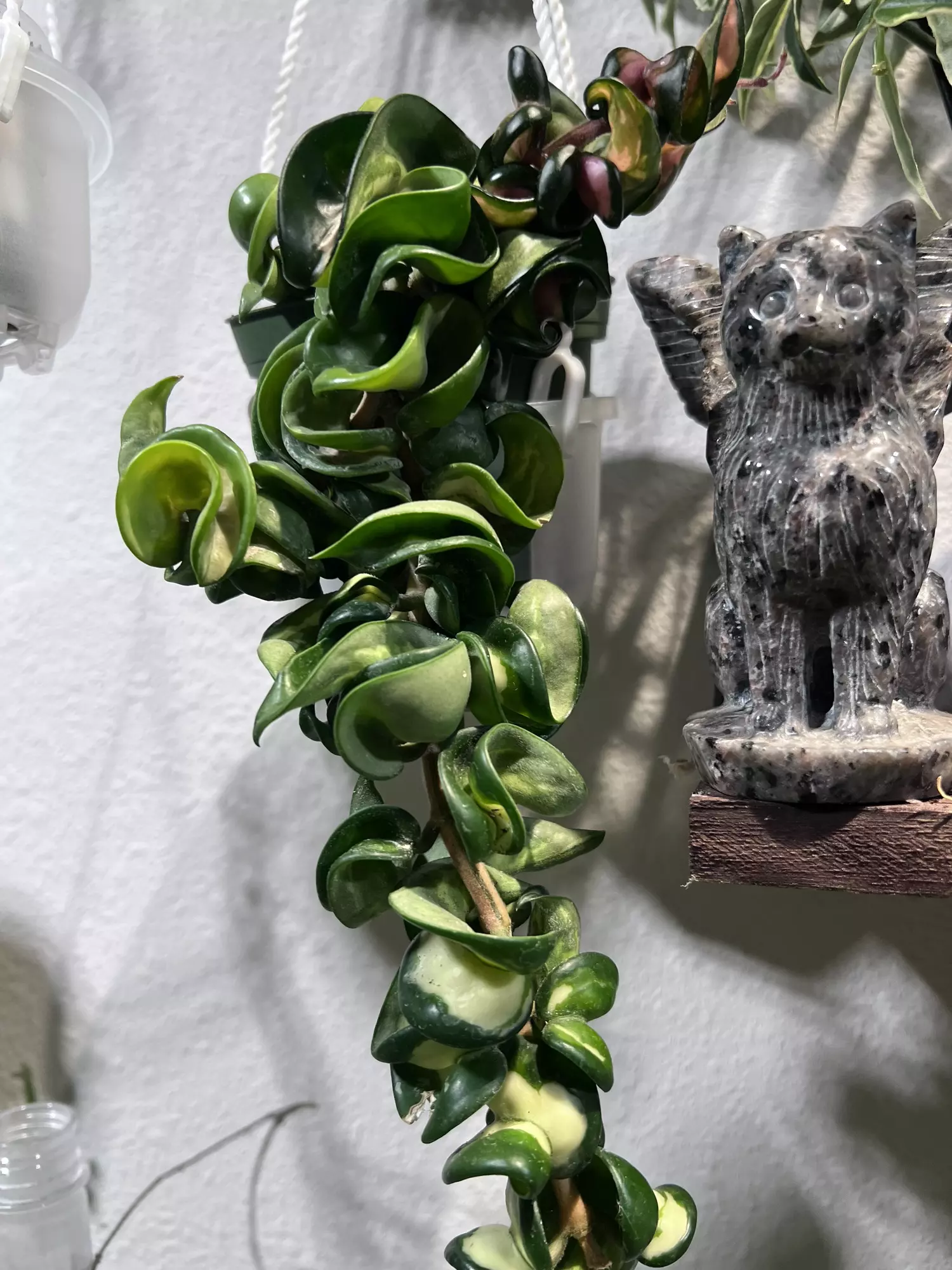 plant/Hoya Mauna Loa-0