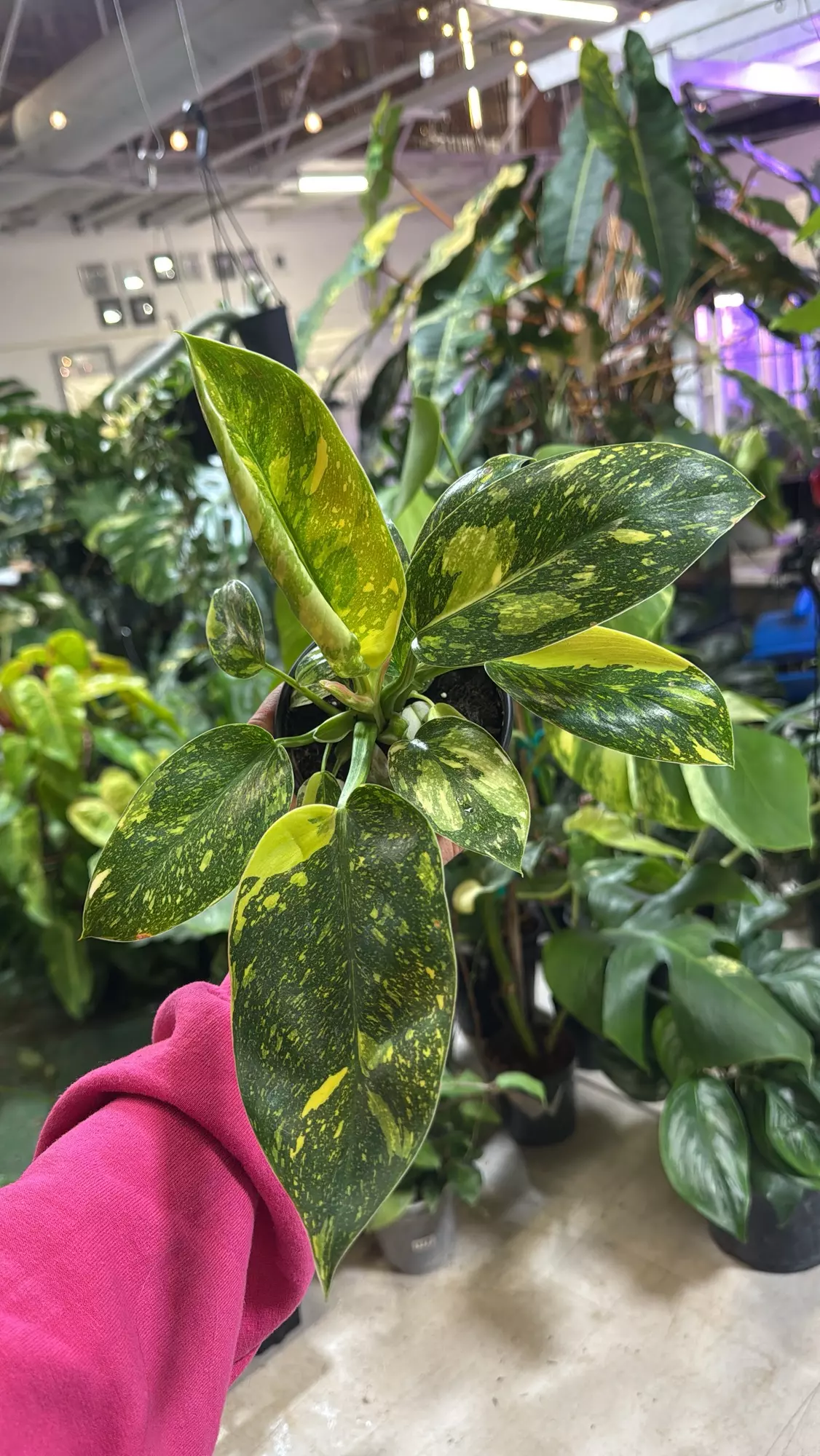plant/Philodendron Congo nuclear 4”-0