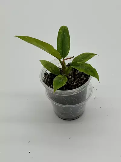 plant/Baby philodendron ring of fire-0-thumbnail