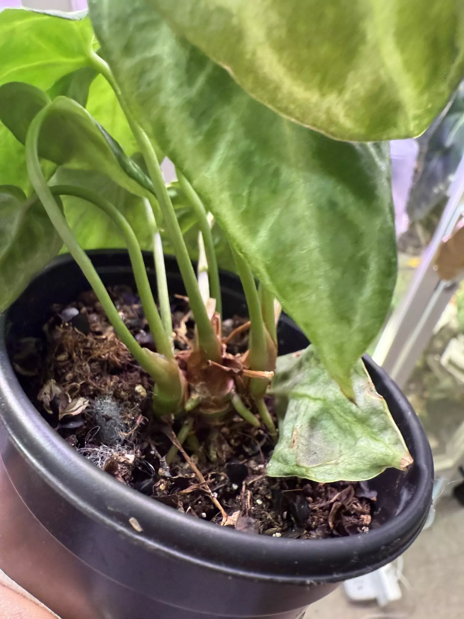 plant/Silver Blush Mutation-1