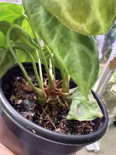 plant/Silver Blush Mutation-1-thumbnail