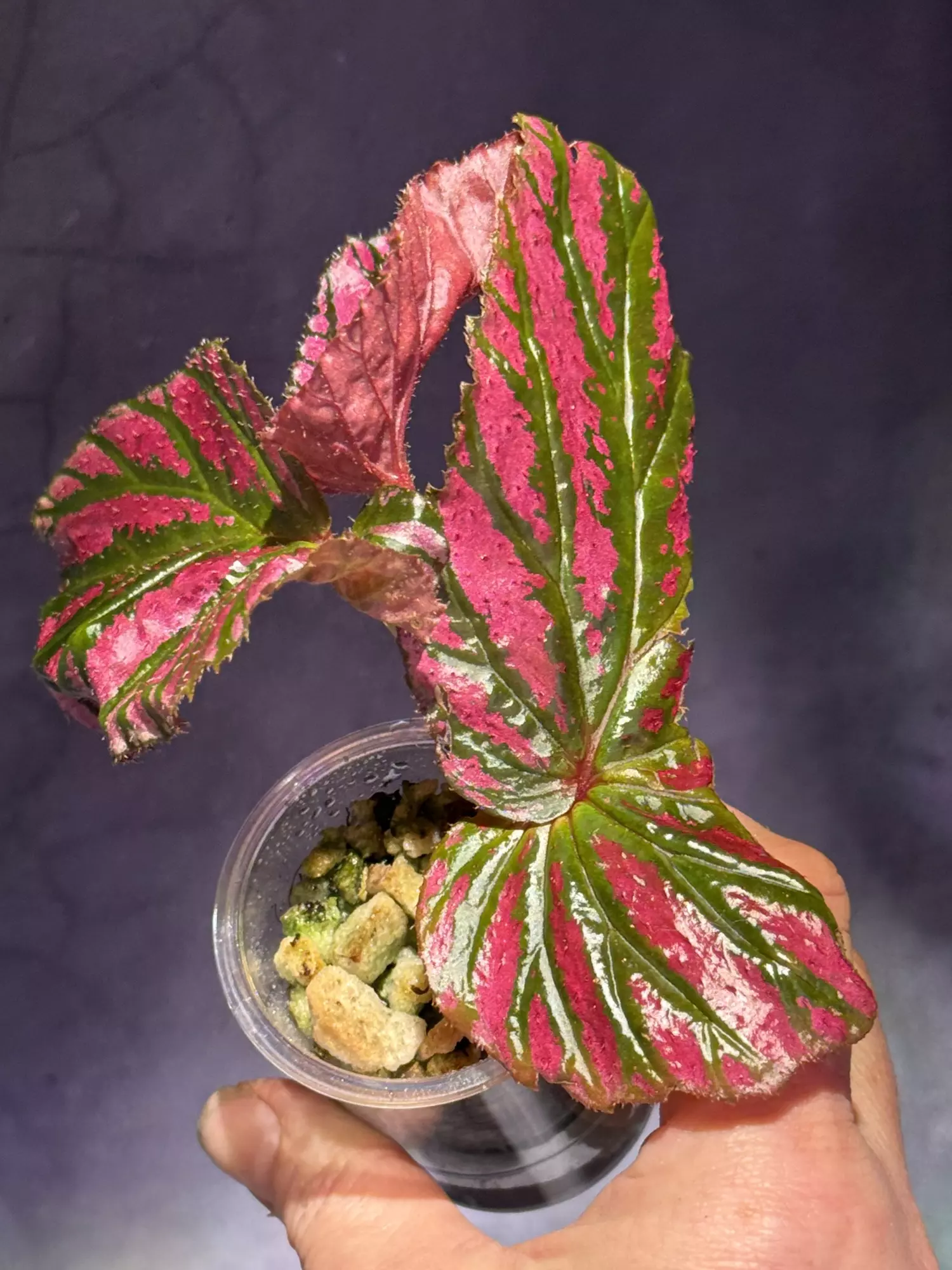 plant/Begonia brevirimosa-3