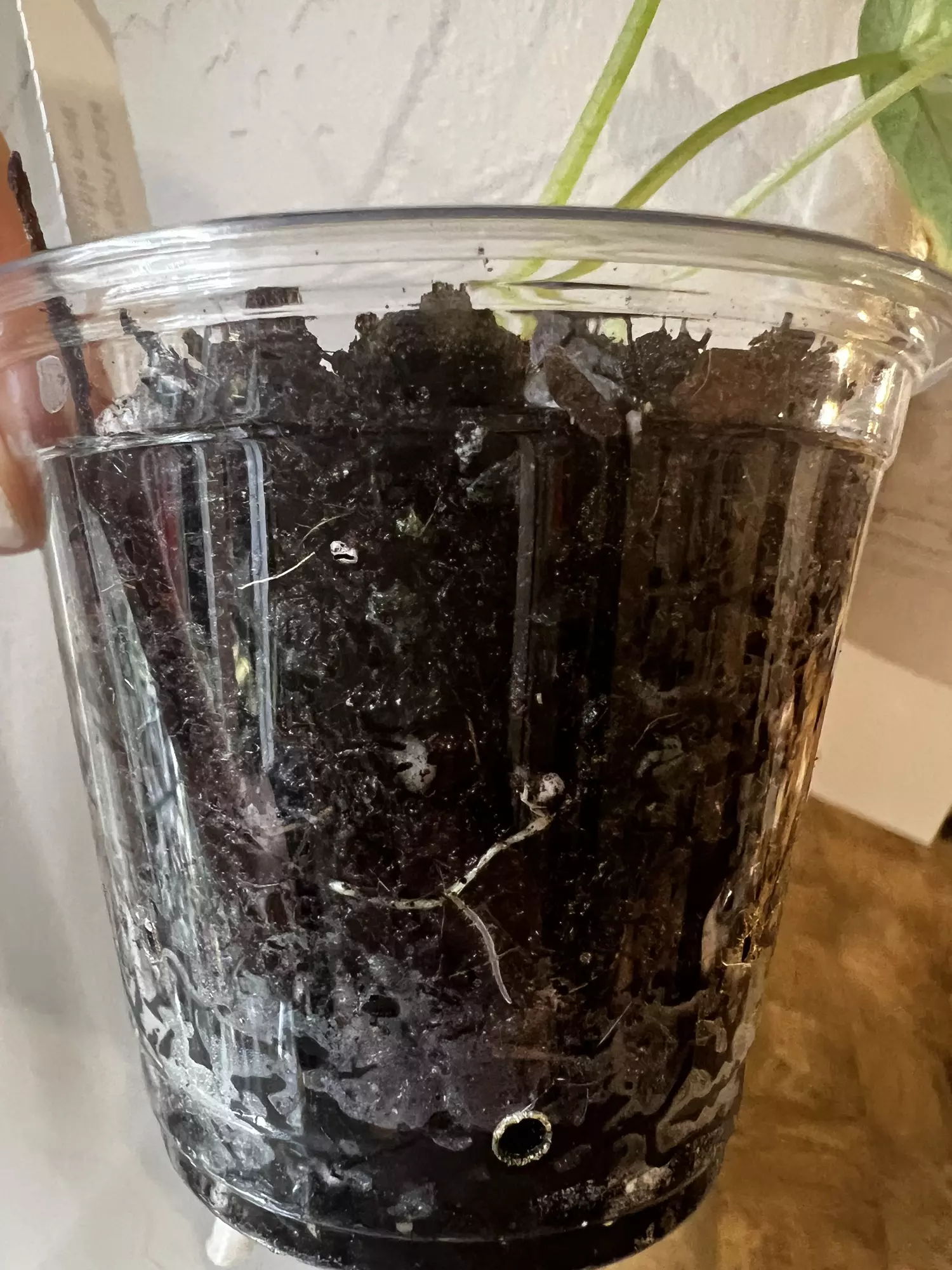 plant/Alocasia dragon scale mint-3