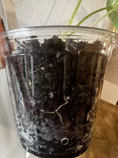 plant/Alocasia dragon scale mint-3-thumbnail