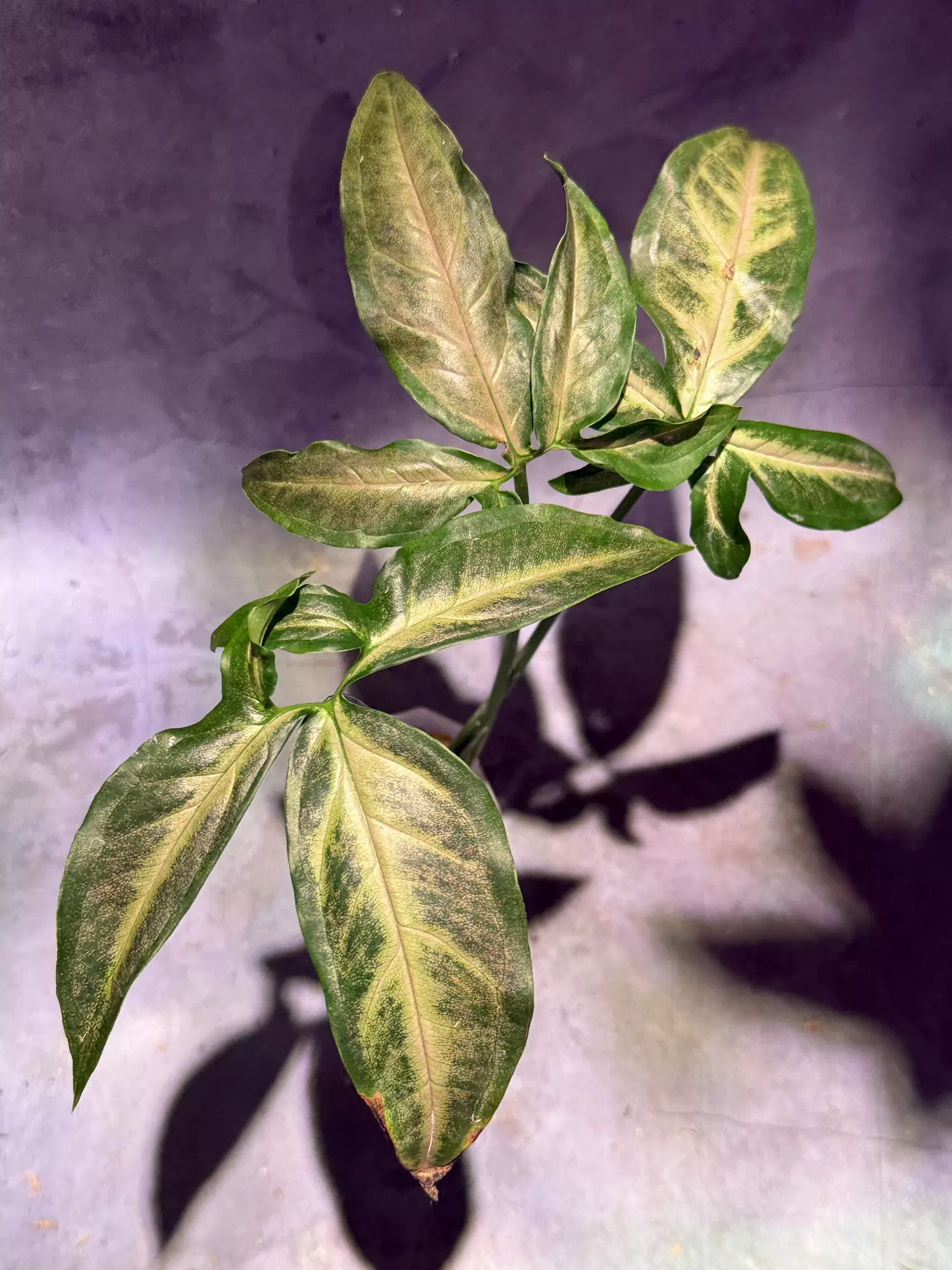 plant/Syngonium black pink angustatum-0