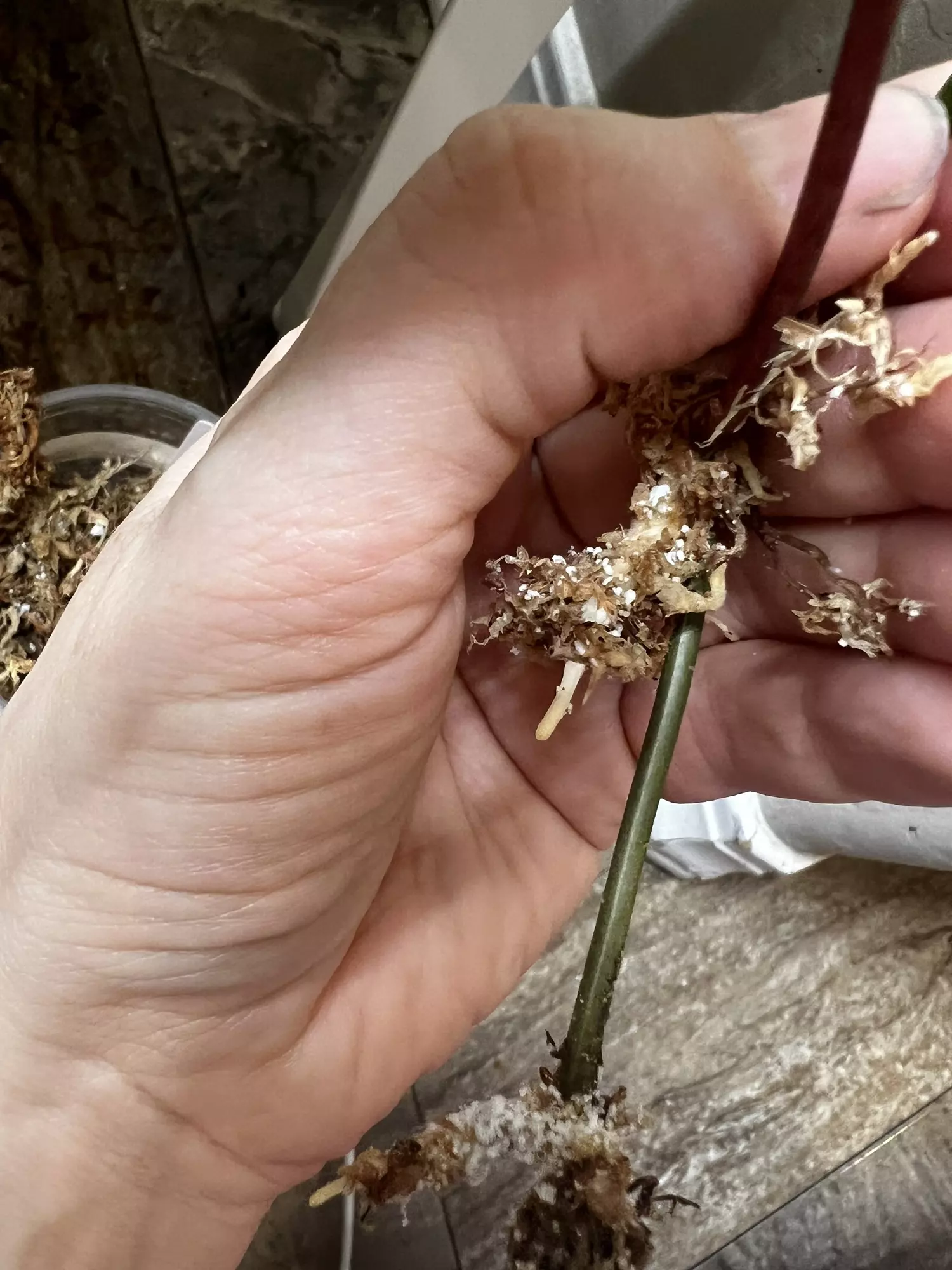 plant/Philo true pink micans-1