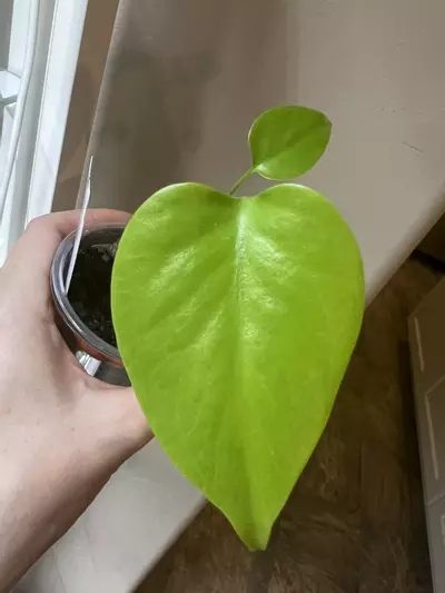 plant/Monstera aurea “lemon lime” “full cheese”-0-thumbnail