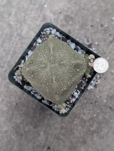 plant/Cubiformis Pseudolithos,3" pot shown-0-thumbnail