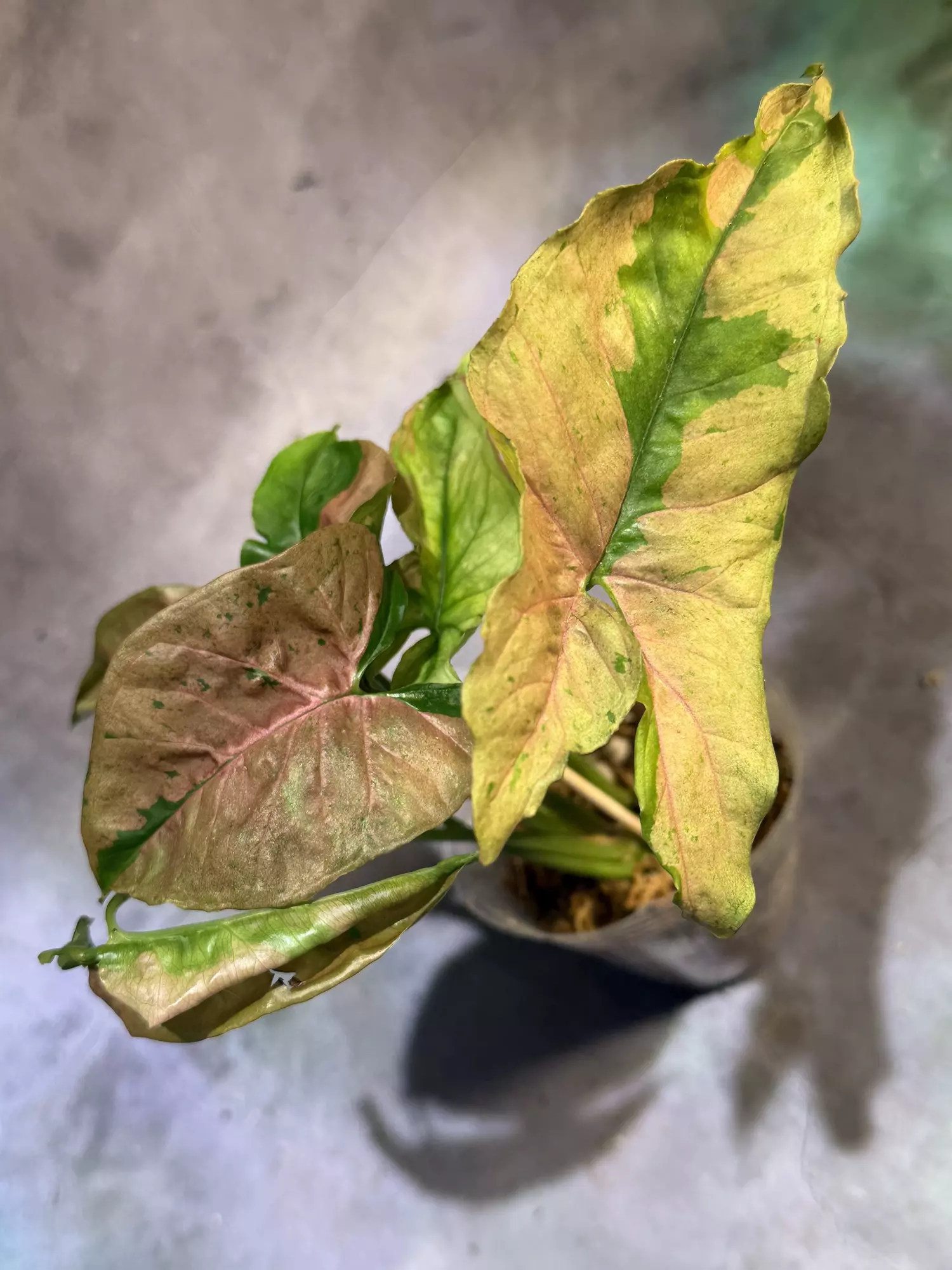 plant/Syngonium pink pastel lava-3