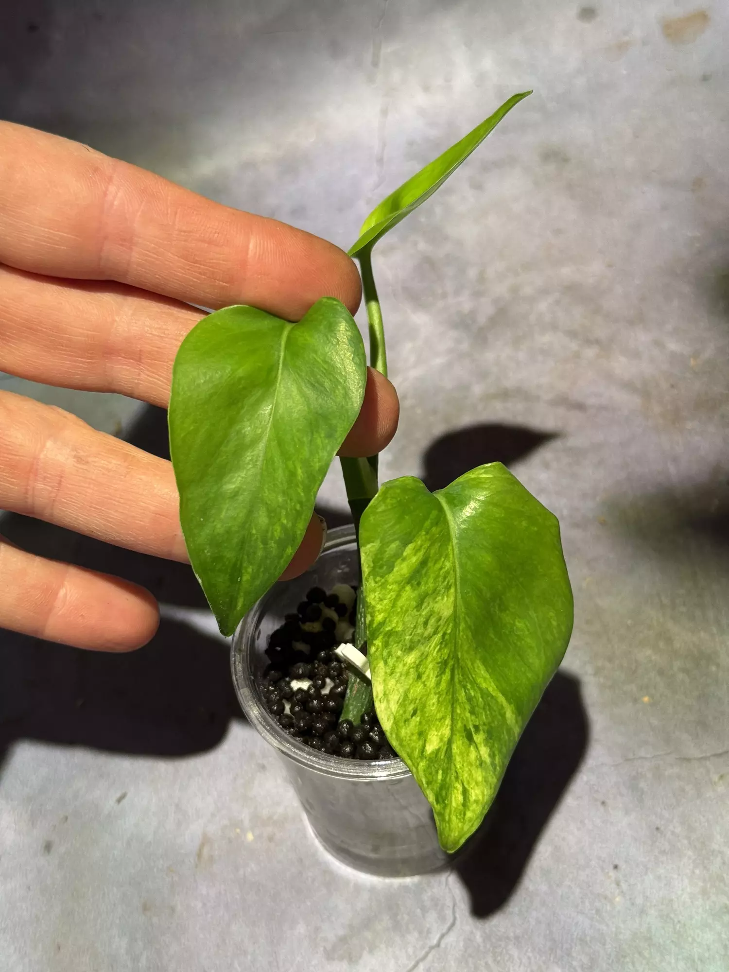 plant/Epipremnum green scratch-0