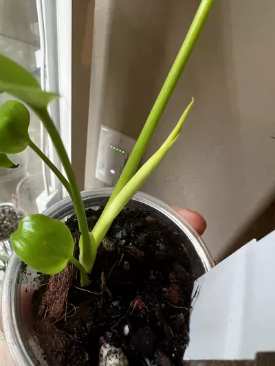 plant/Monstera aurea “lemon lime” “full cheese”-2-thumbnail