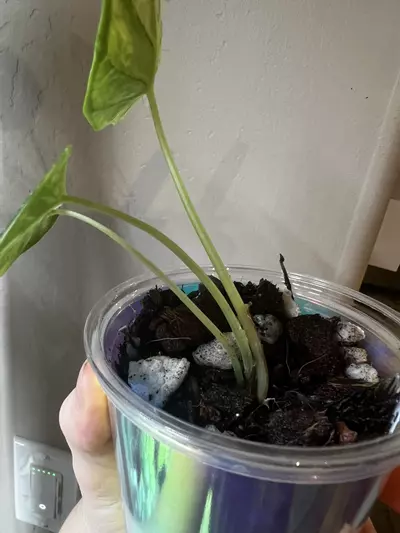 plant/Alocasia dragon scale mint-2-thumbnail