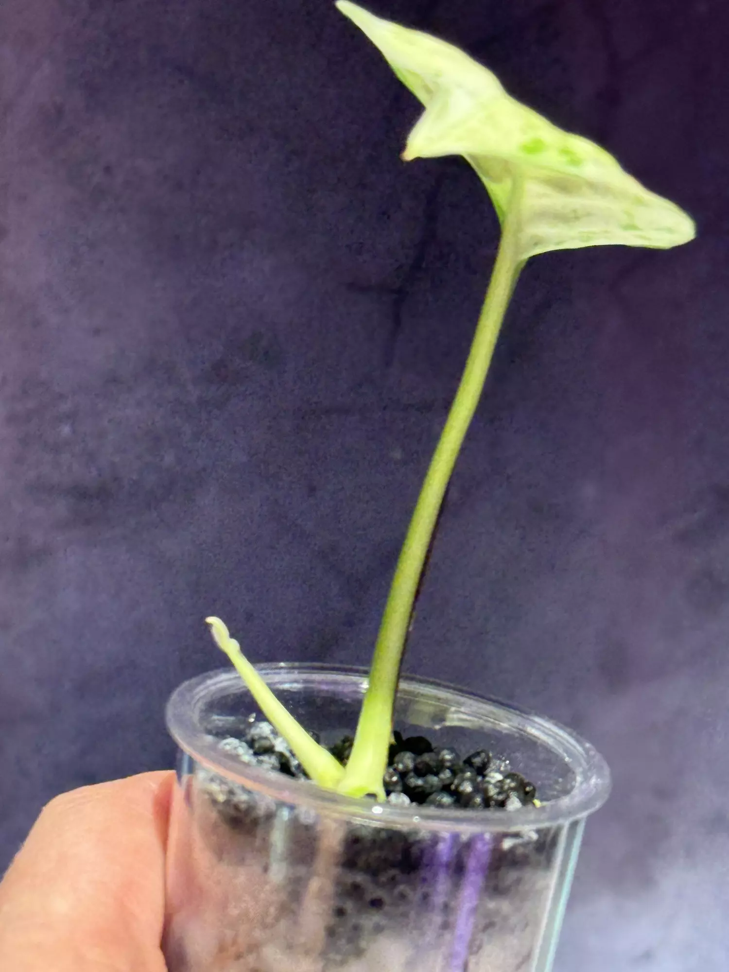 plant/Japanese global epipremnum rooted with new growth-1