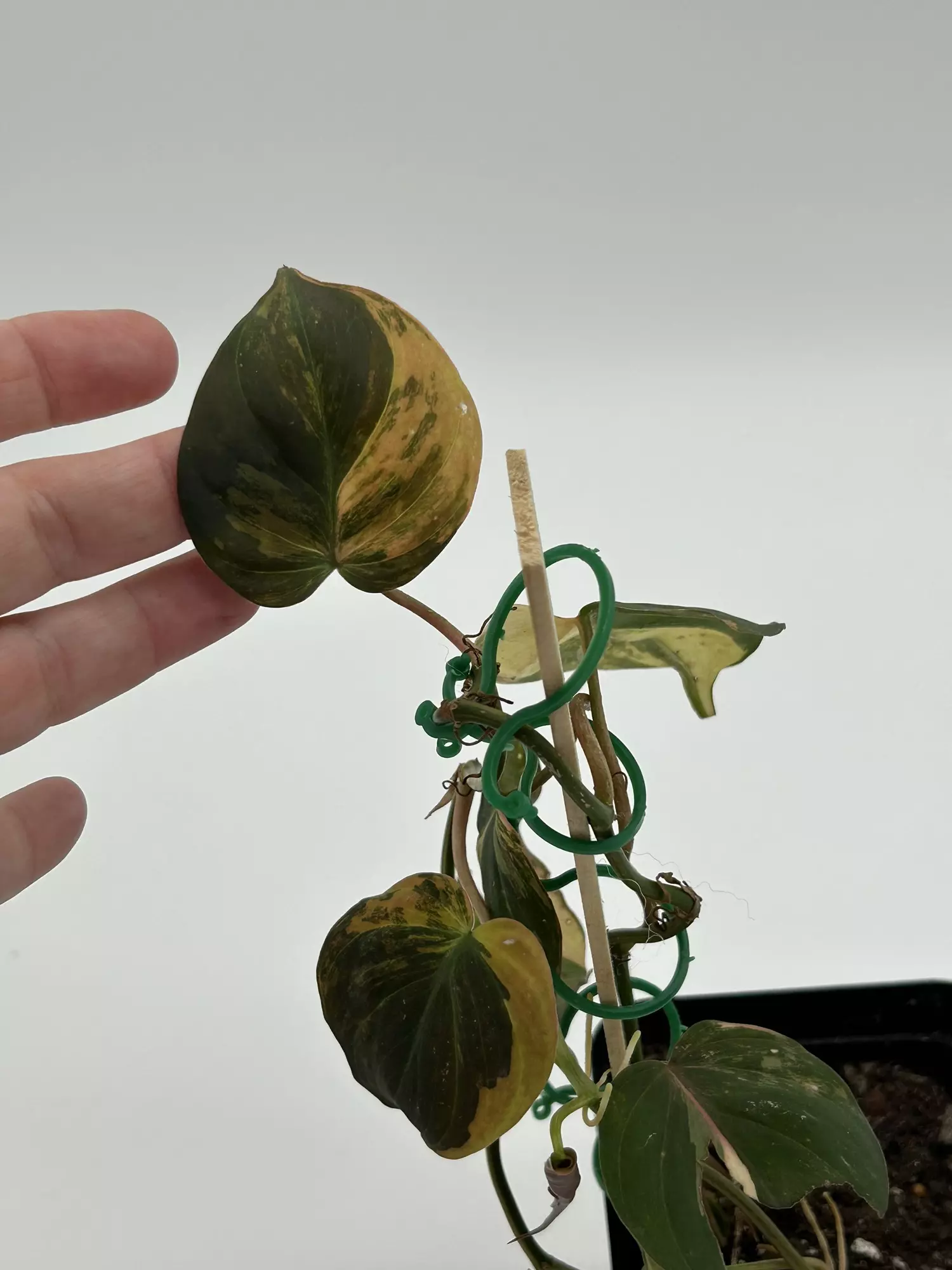 plant/Philodendron micans vareigated-1