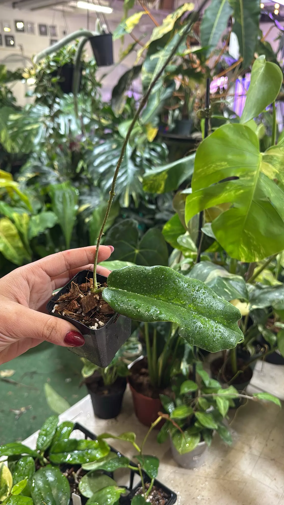 plant/Hoya Archboldiana 3”-0