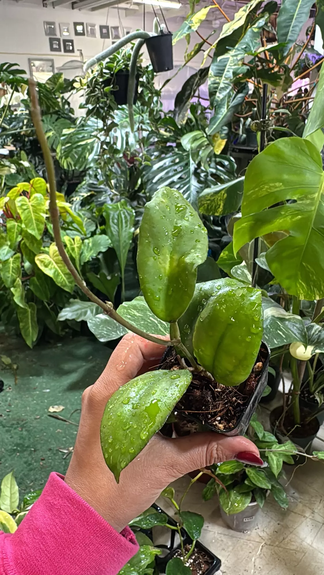 plant/Hoya ah 035 3”-0