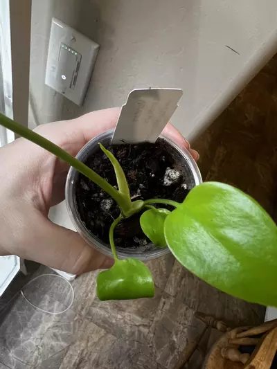 plant/Monstera aurea “lemon lime” “full cheese”-1-thumbnail