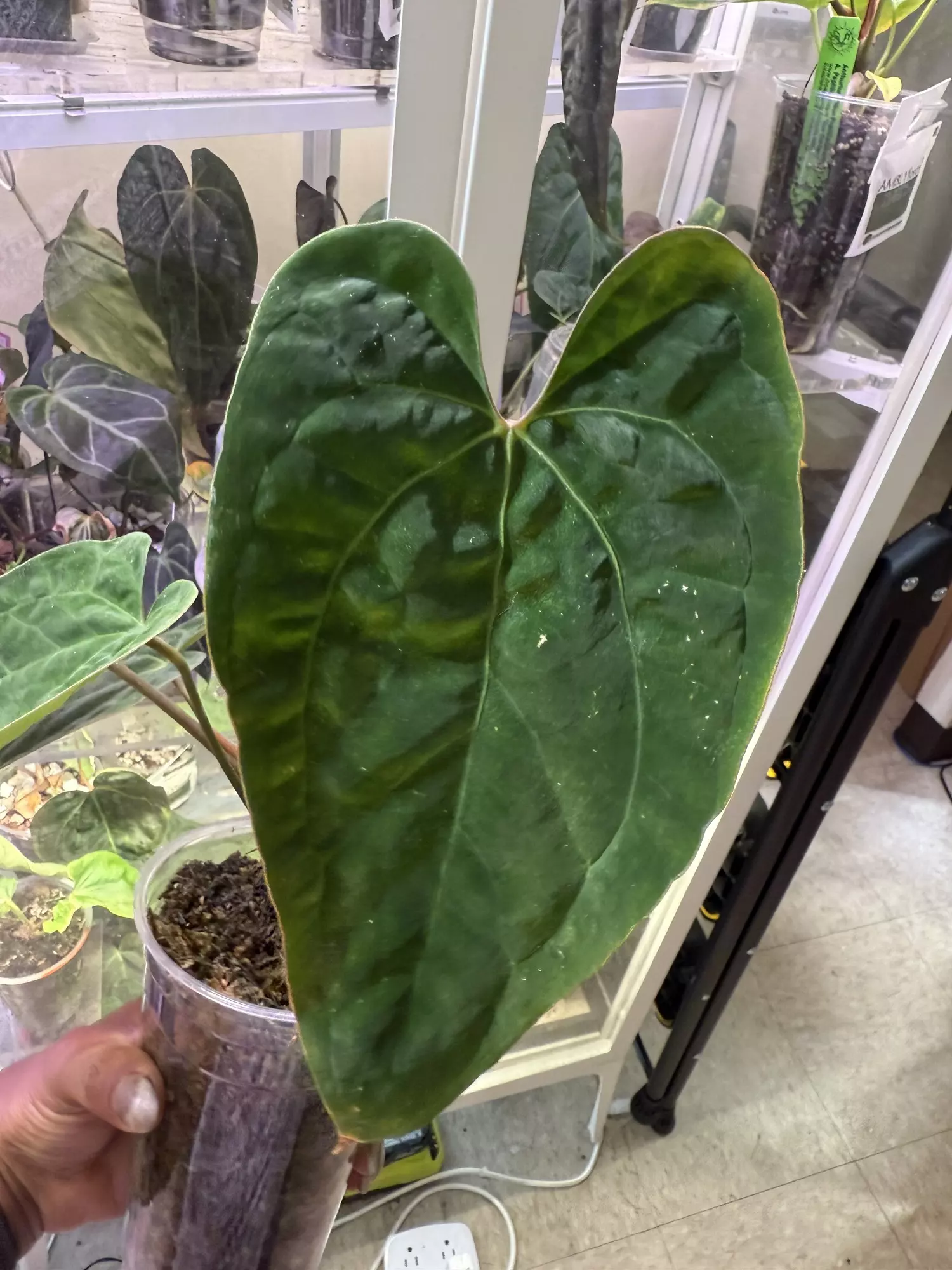 plant/Dark form Ace of Spades x Pap A+-1