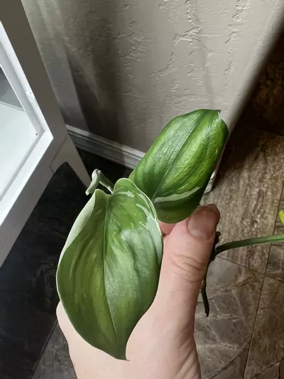 plant/Scindapsus?? I think trebuii-1-thumbnail