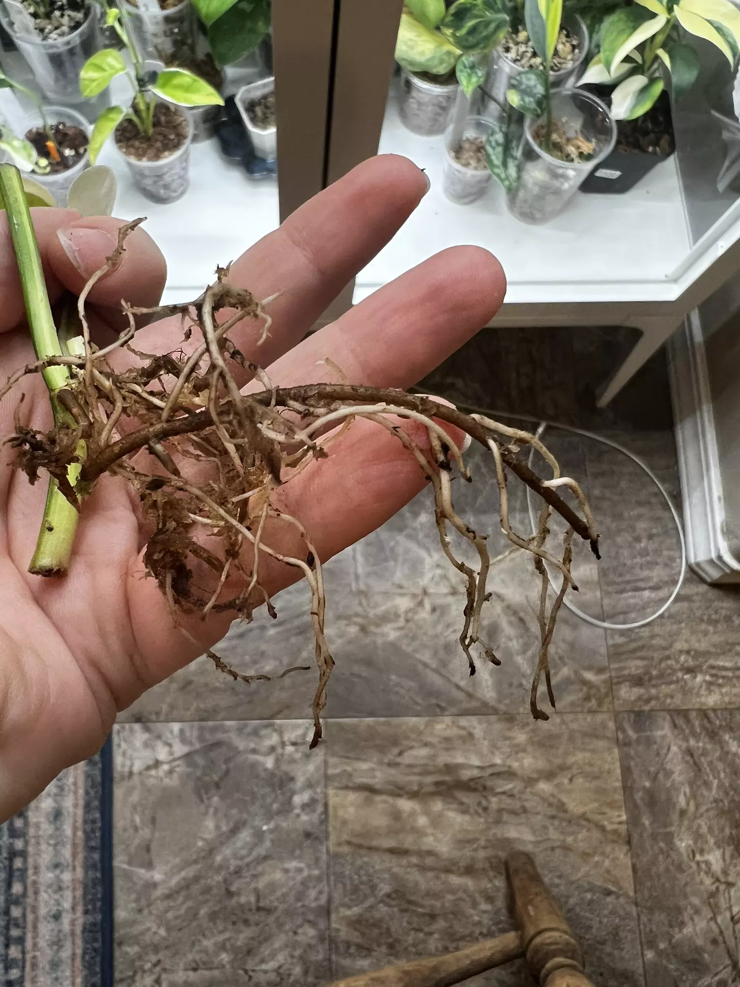 plant/Epi cebu blue aurea-2