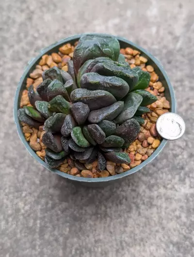 plant/Haworthia Maughanii x truncata -0-thumbnail