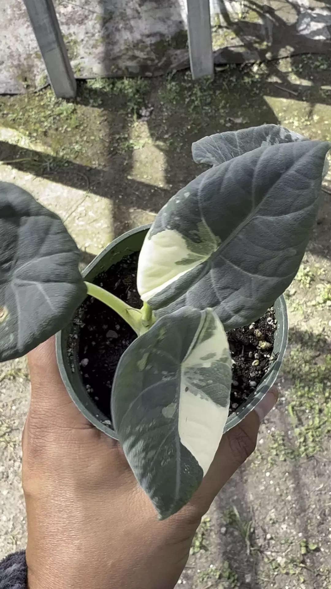 plant/Maharani albo -0