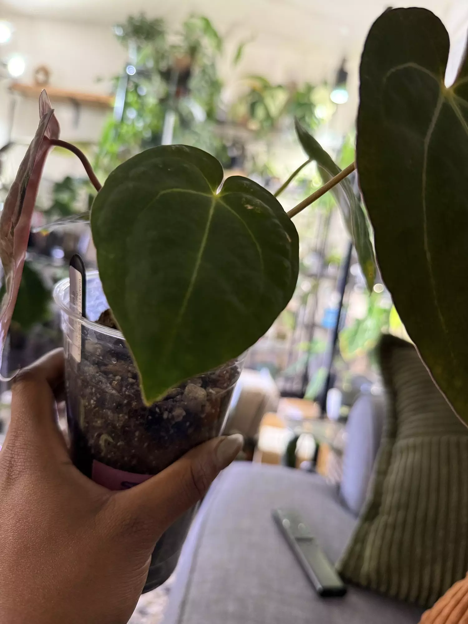 plant/Goliath S1 x (Tezula Red Crystal x (Pap x Wonderboy A))-2