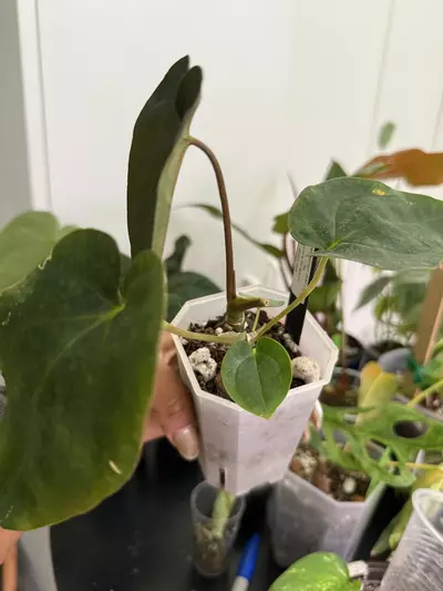 plant/Tezula Pandemonium (BVEP x Pap 8) x Pap-1-thumbnail