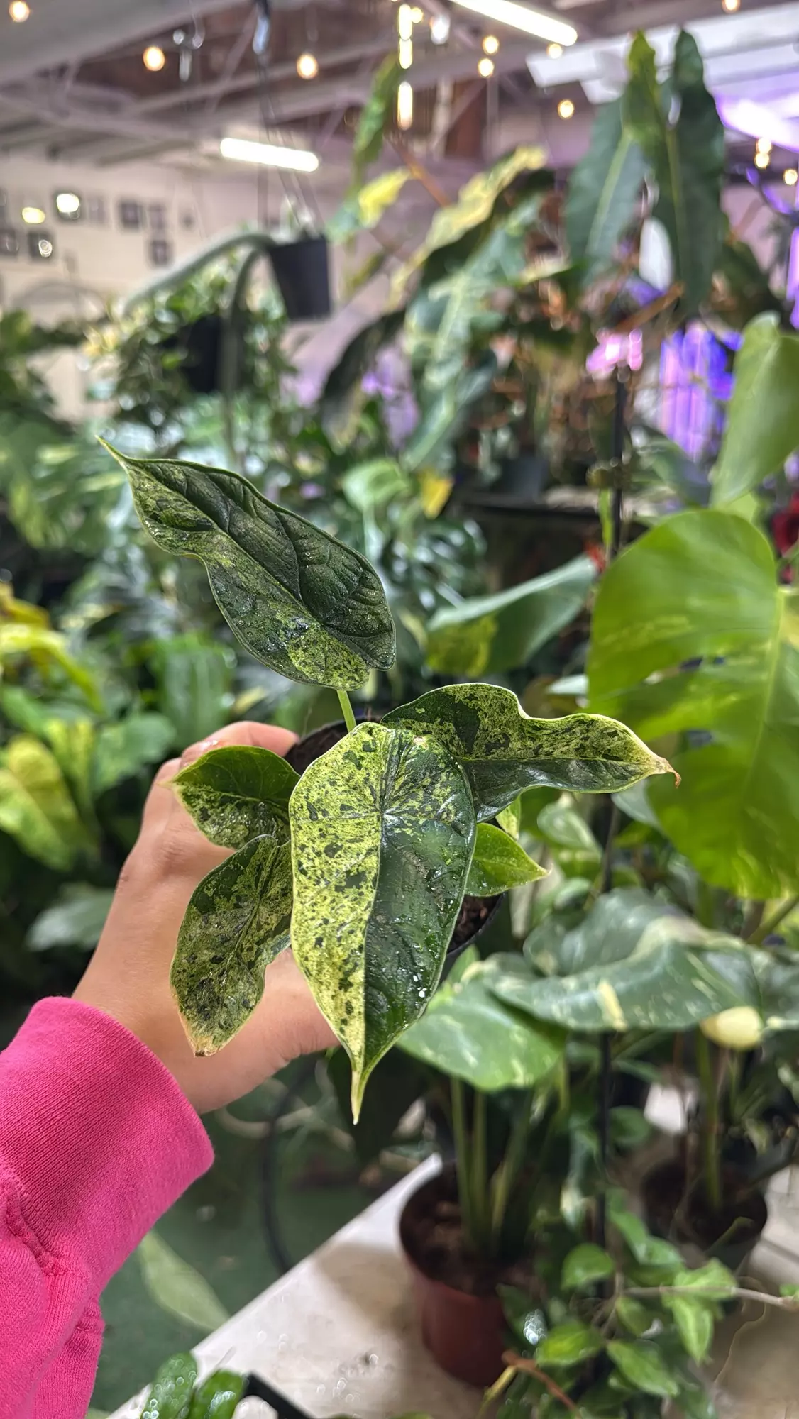 plant/Alocasia dragon scale mint 4”-0
