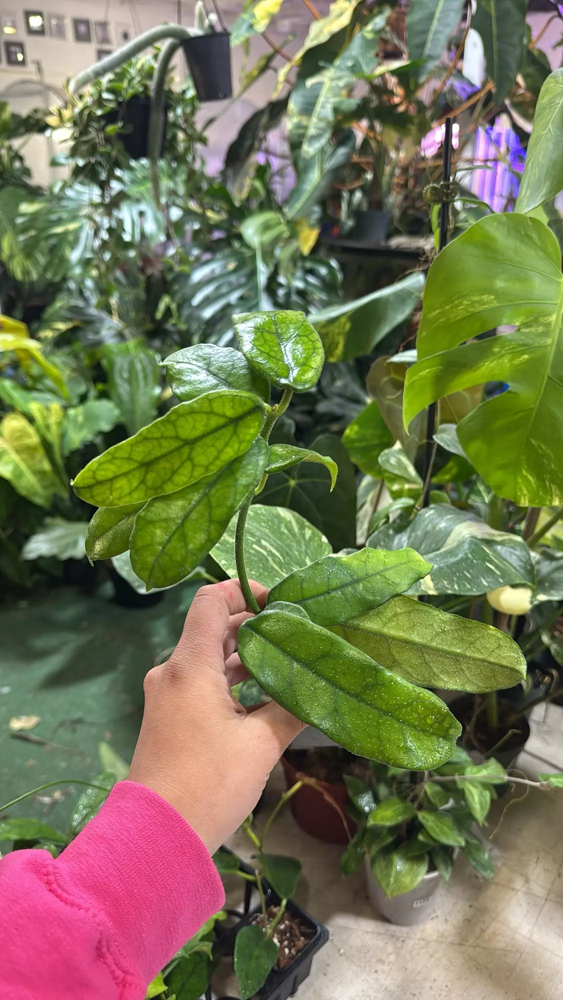 plant/Hoya villosa 3”-0