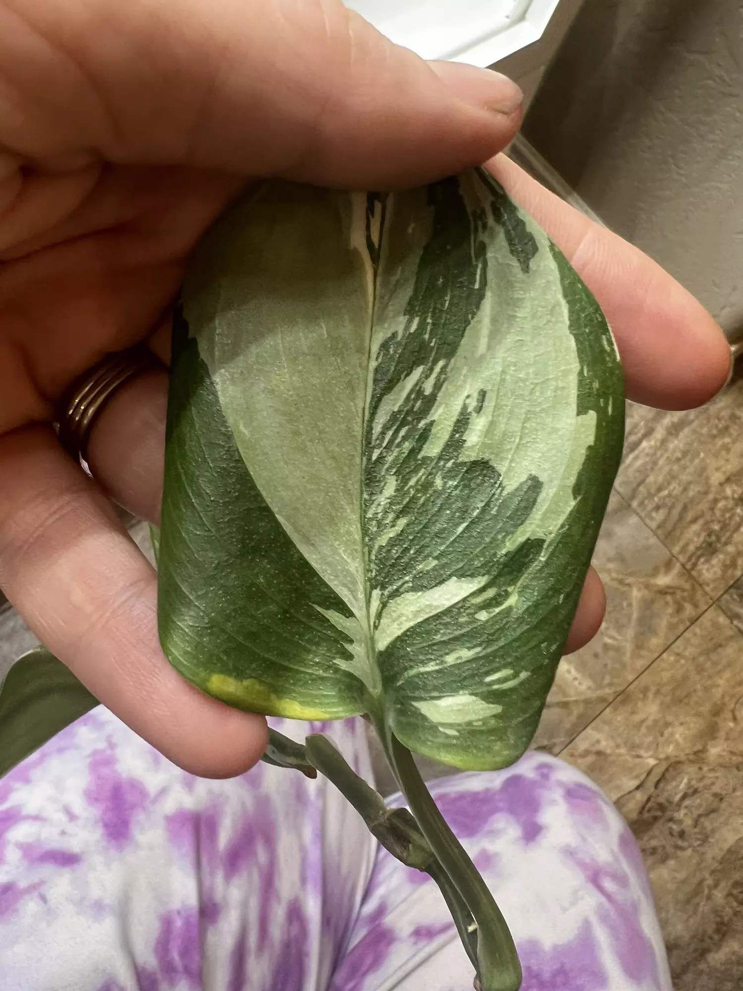 plant/Scindapsus?? I think trebuii-0