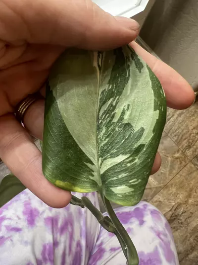 plant/Scindapsus?? I think trebuii-0-thumbnail