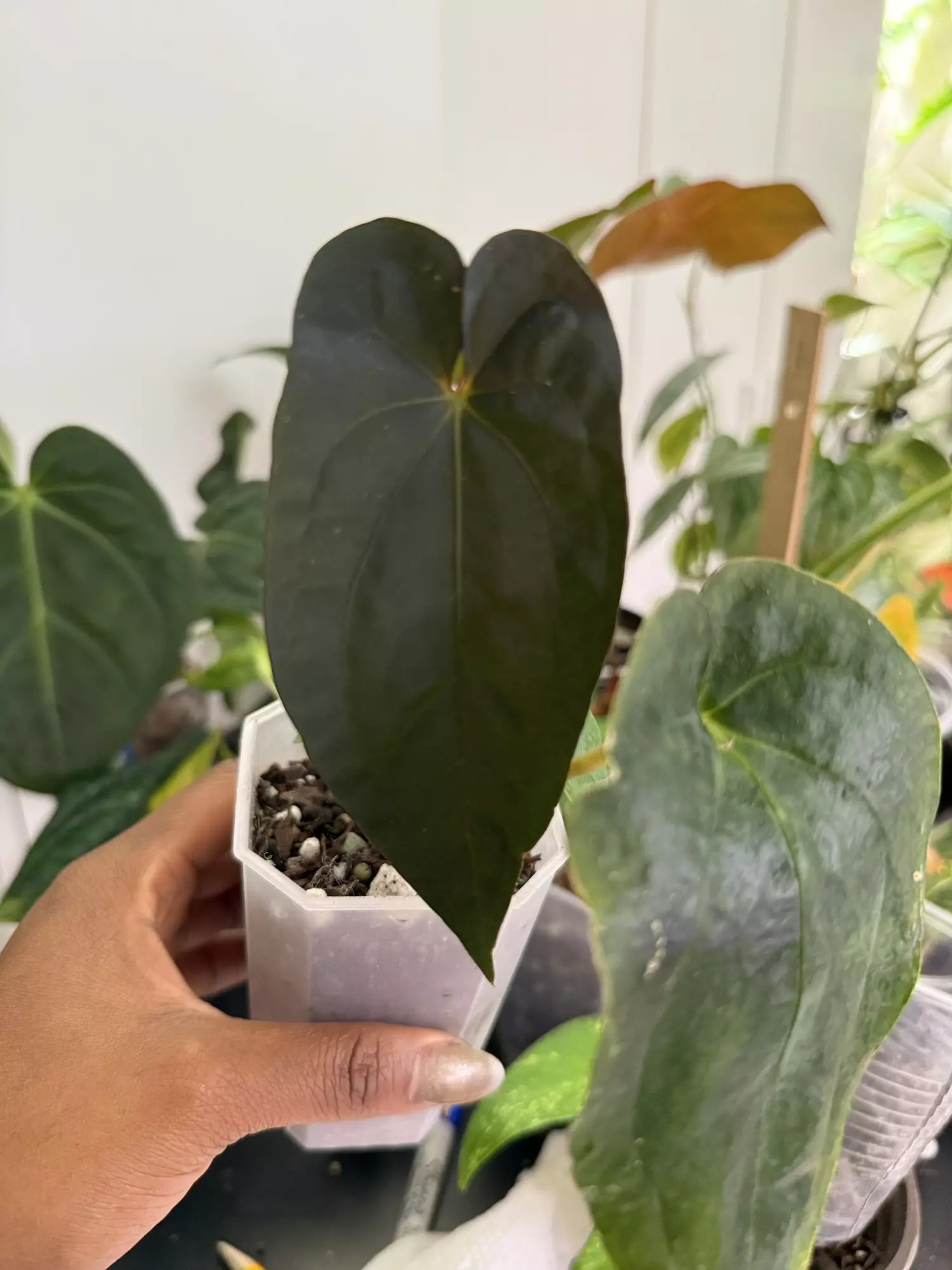 plant/Tezula Pandemonium (BVEP x Pap 8) x Pap-0