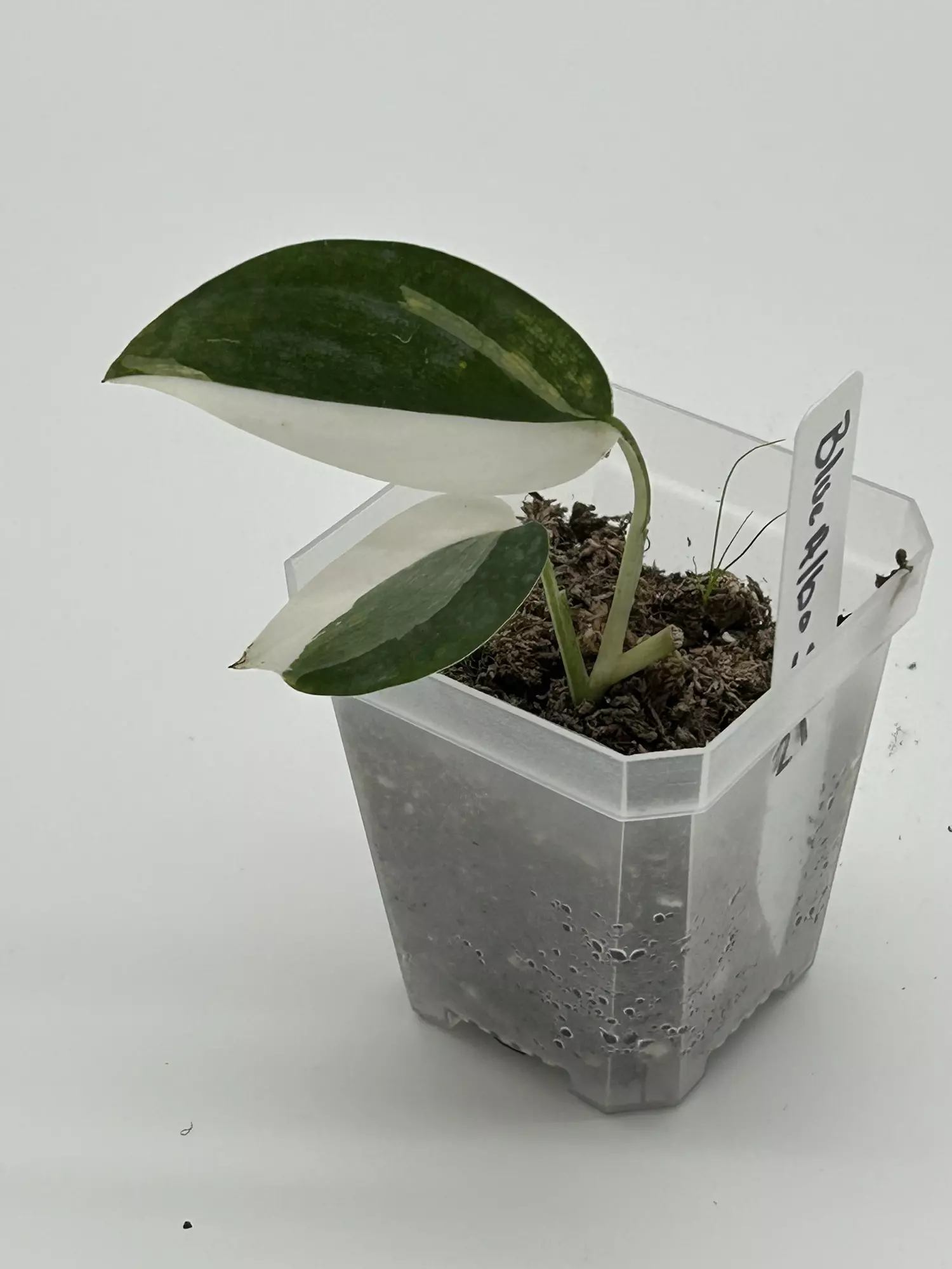 plant/Scindapsus blue albo-0