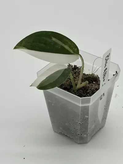 plant/Scindapsus blue albo-0-thumbnail