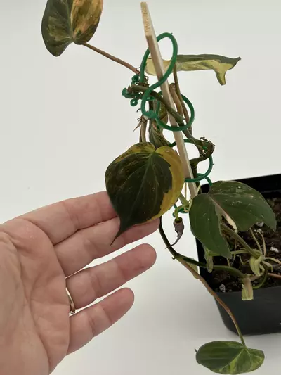 plant/Philodendron micans vareigated-3-thumbnail