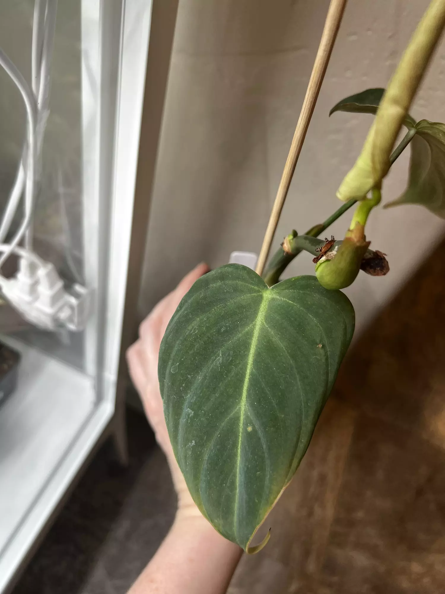 plant/Philo ‘glorious’-1