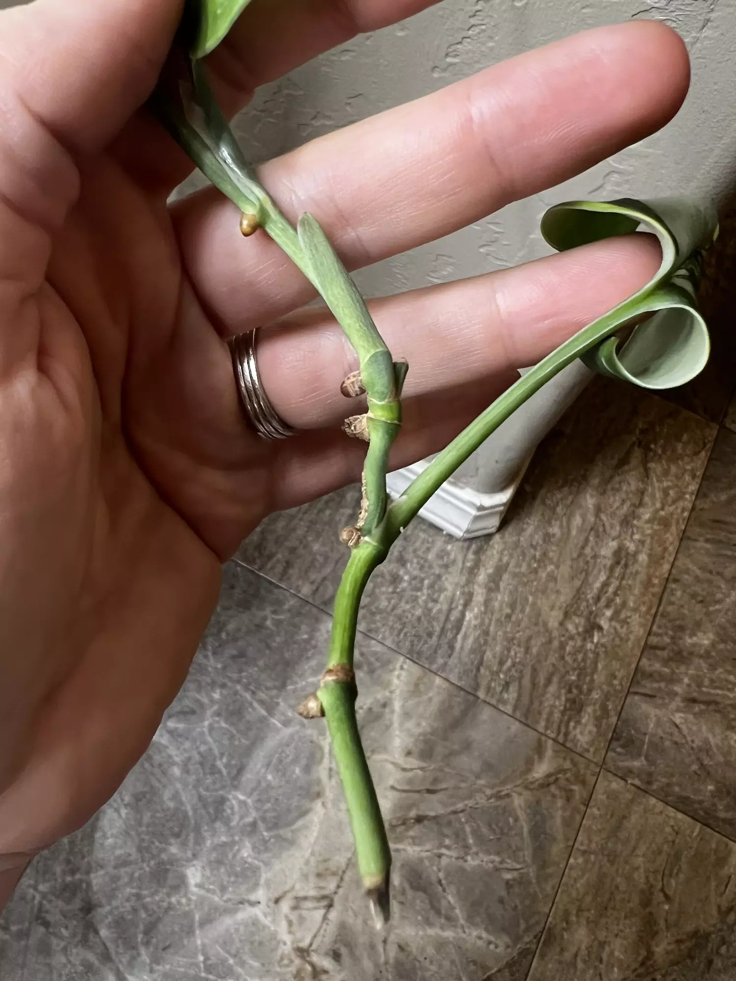 plant/Scindapsus?? I think trebuii-2