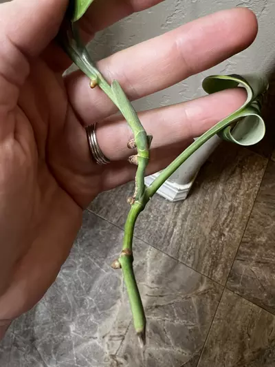 plant/Scindapsus?? I think trebuii-2-thumbnail